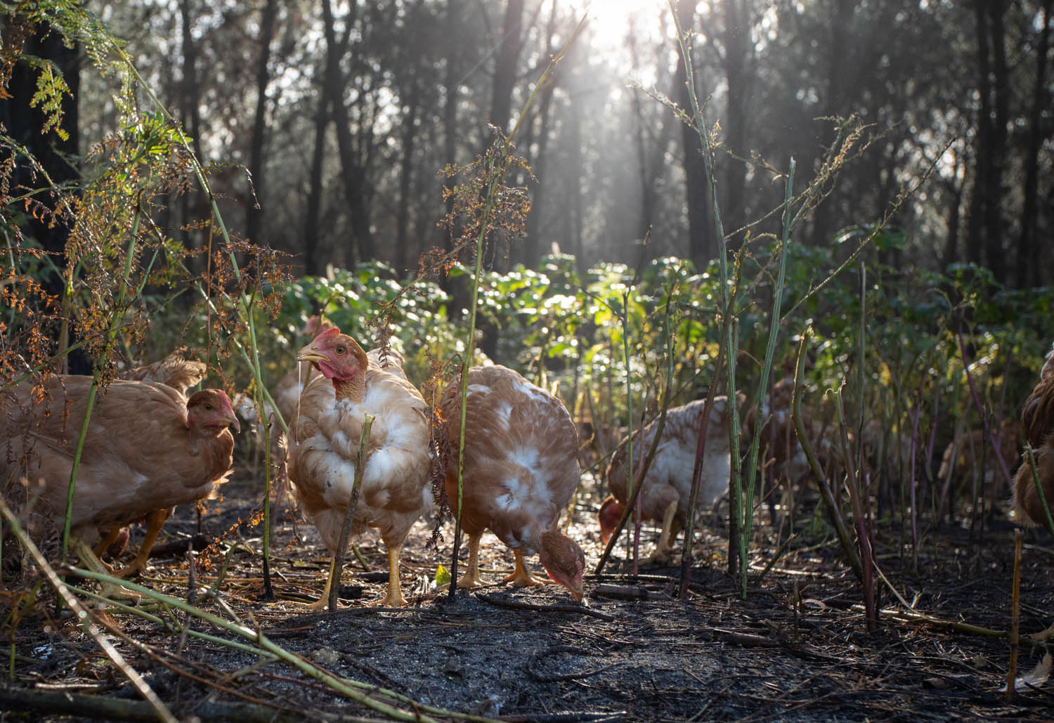 photo de poulet en plein air dans les landes par Carole photographe