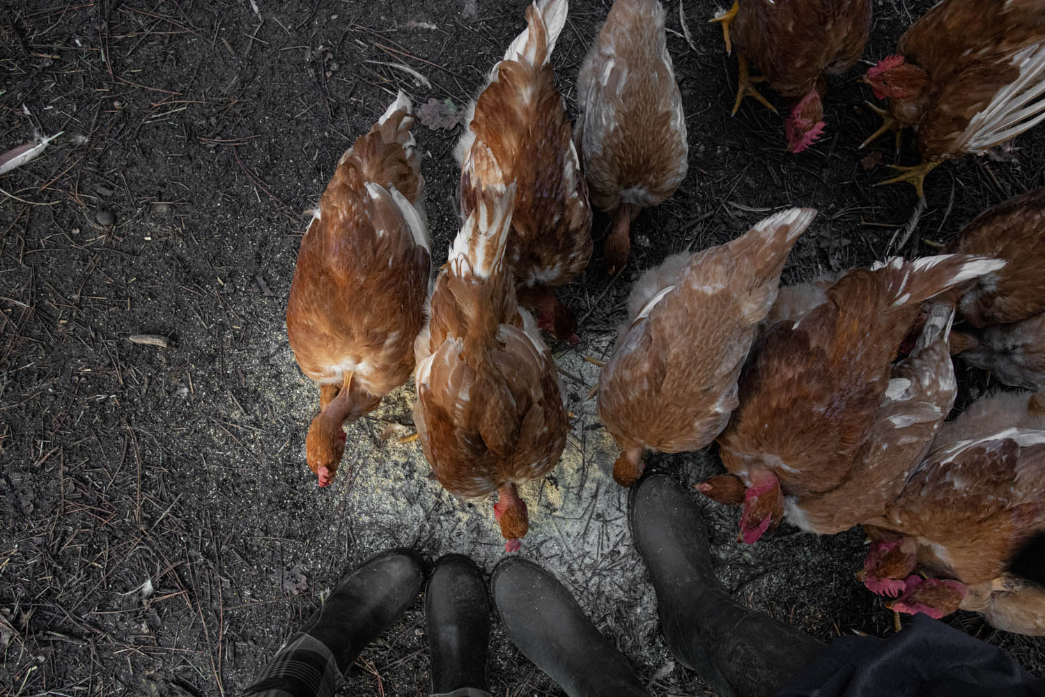 photo en plonge sur des poulets des landes par carole photographe