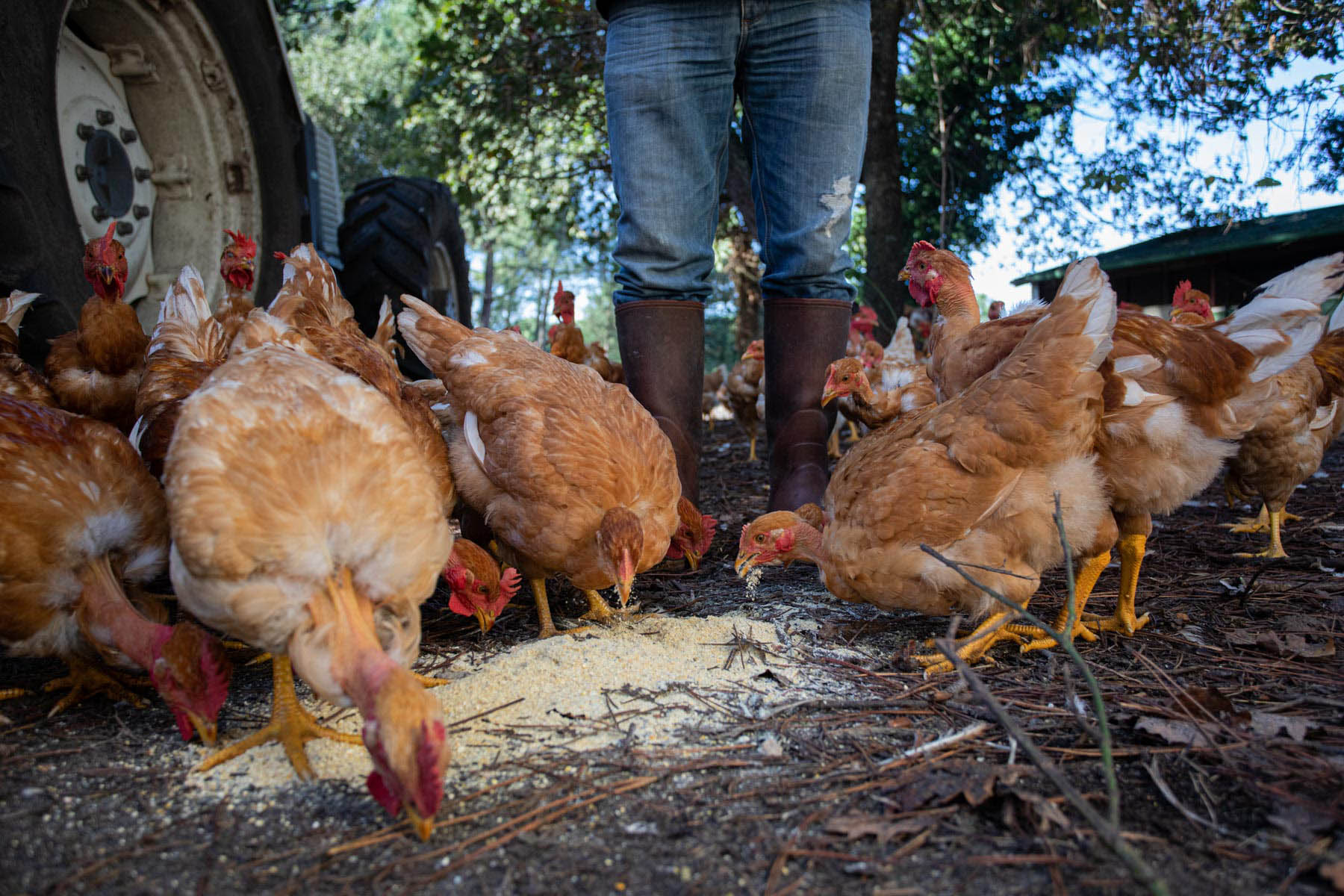 photo de poulet mangeant du grain dans les landes par Carole photographe