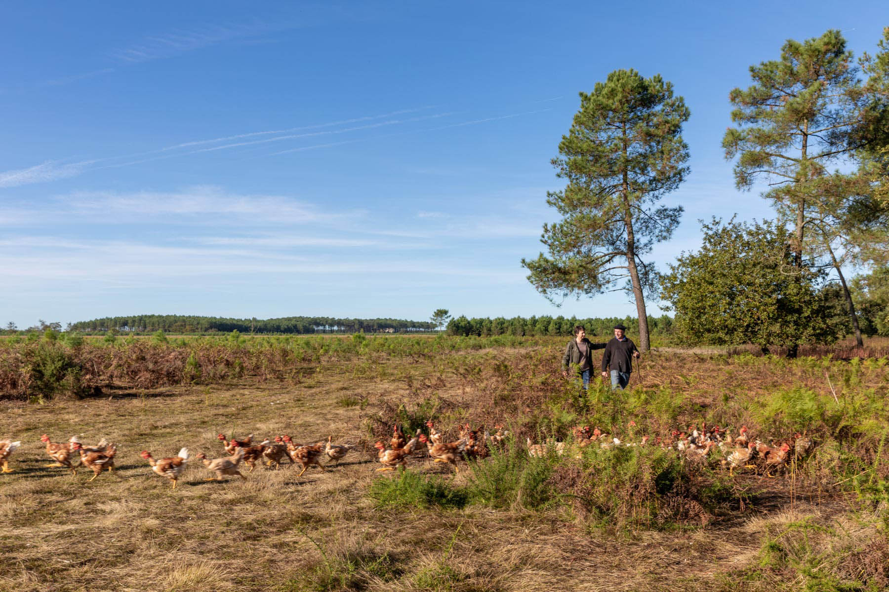 photo d'un paysage des landes avec un agriculteur et ses poulets par Carole photographe