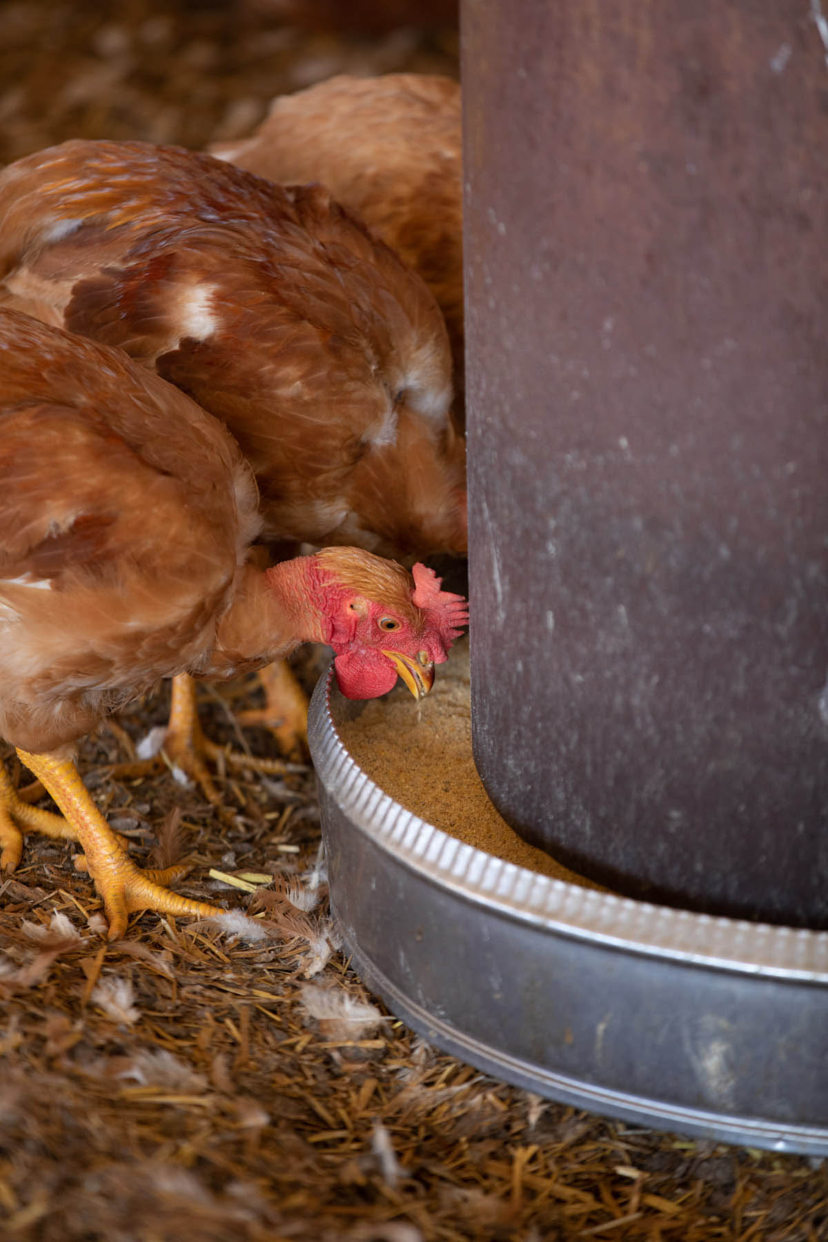 photo de poulets qui mangent du grain dans un élevage dans les landes par Carole photographe