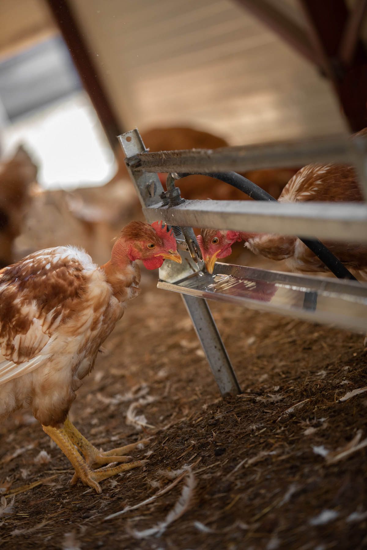 photo de poulets qui boivent dans une ferme des landes par Carole photographe