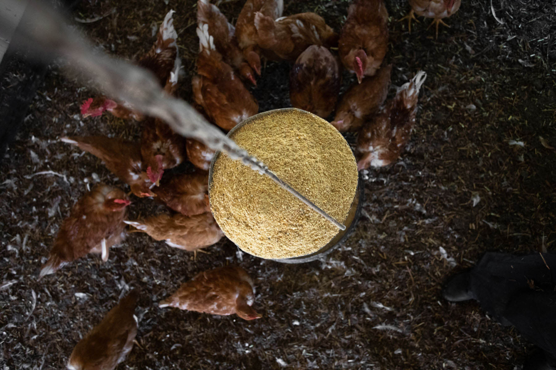 vu par dessus du mangeoire à grain des poulet dans les landes par Carole photographe