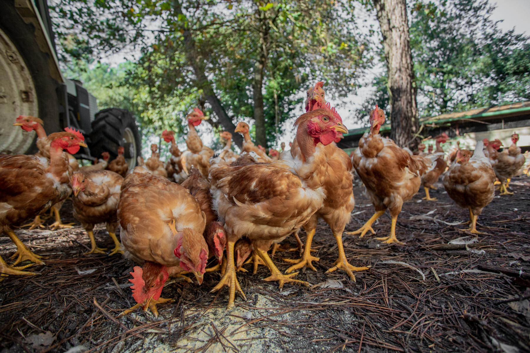 gros plan sur un poulet dans une ferme des landes par Carole photographe