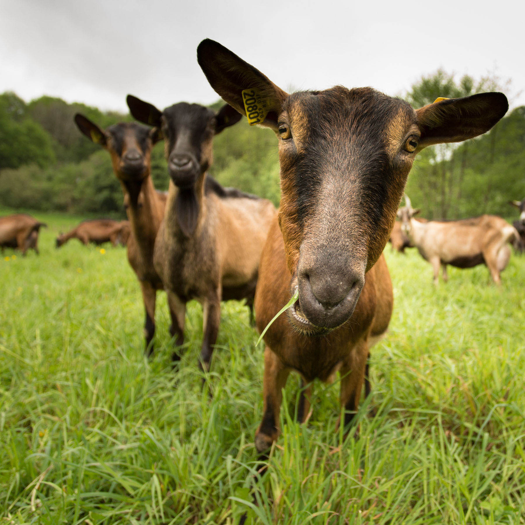 photo en gros plan d'une chèvre de la ferme garralda au pays basque par Carole photographe