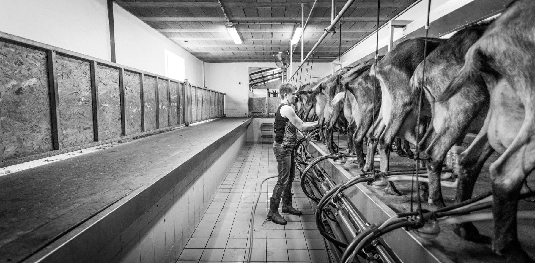 photo de la salle de traite des chèvres de la ferme garralda au pays basque par Carole photographe d'entreprise