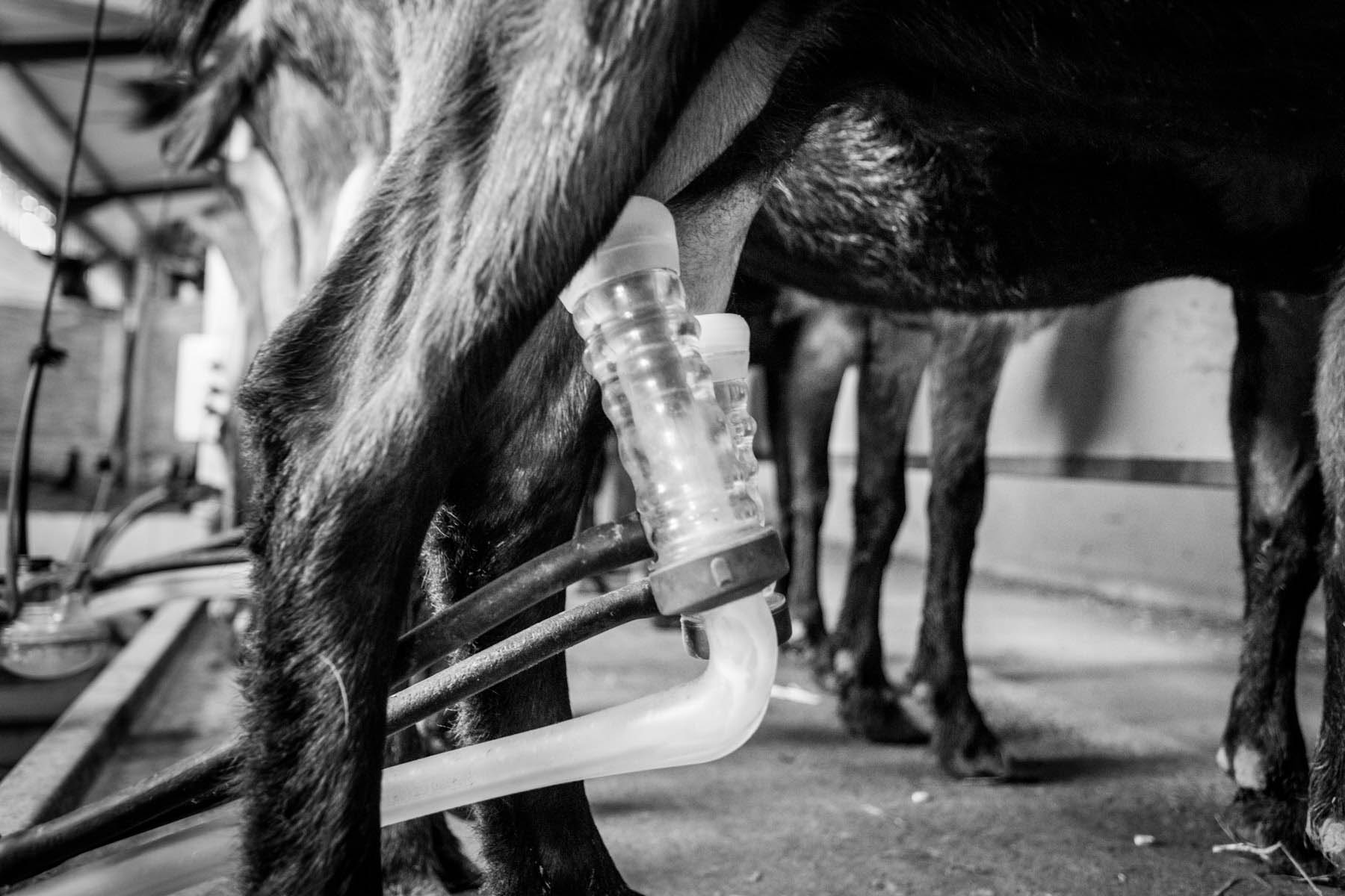 photo de la traite des chèvres à la ferme garrralda au pays basque par Carole photo